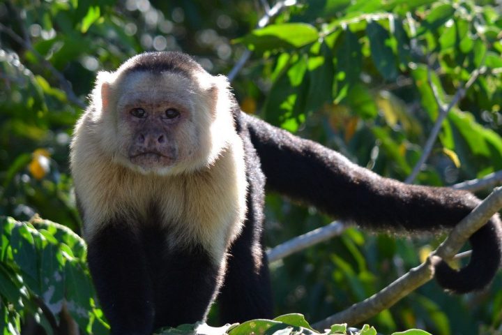 monkey on tree