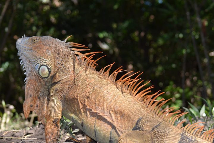 palo verde iguana